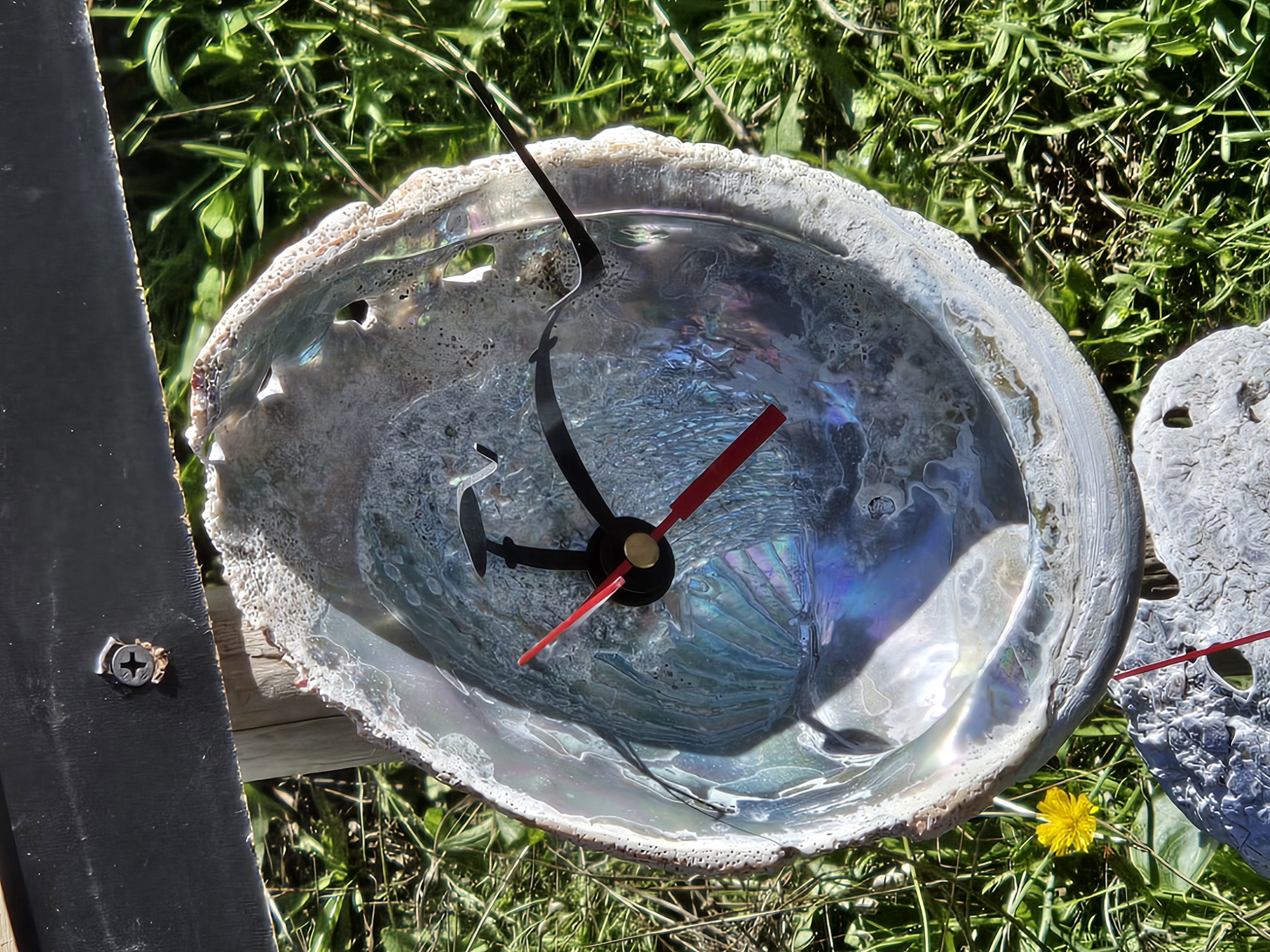 Rounded abalone shell clock with black hands